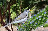 Noisy Miner